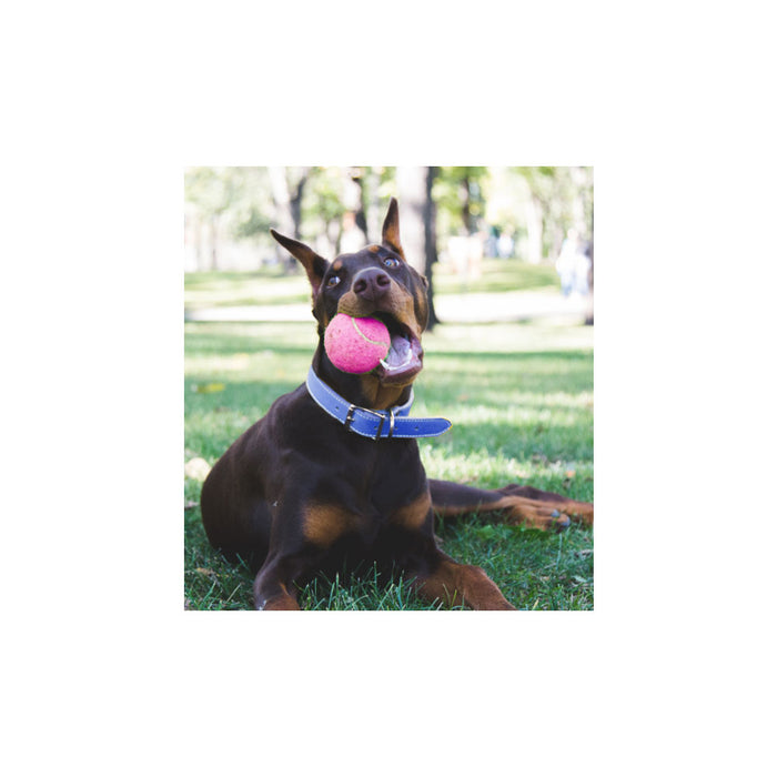 4 Pack Ball Dog Toy Medium 2.5 Inch Pet Train Bounce Fetch Floating Water Toy