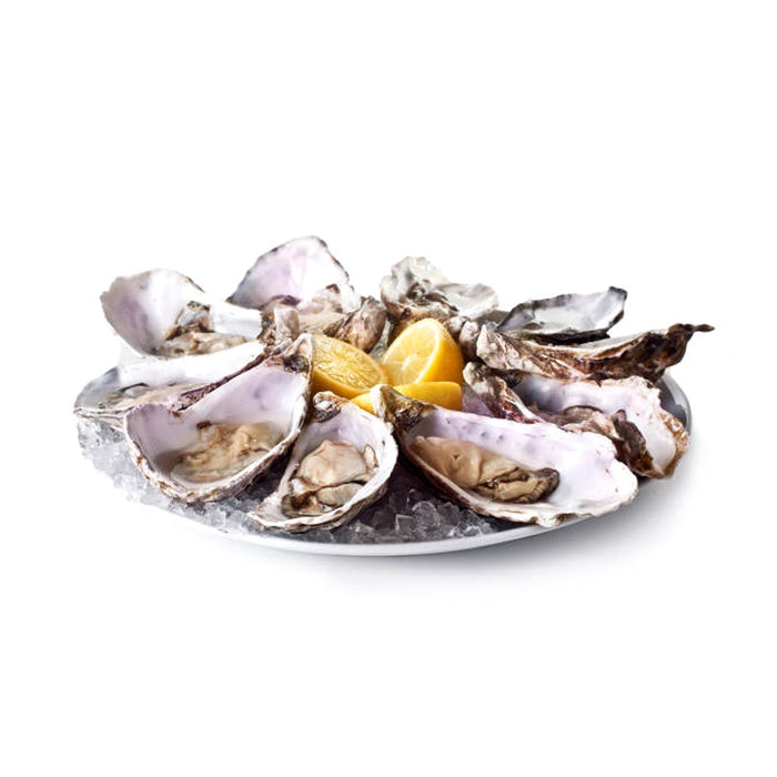 Oyster Knife Composite Grip Stainless Shucker Shucking Shellfish Clams Mussels