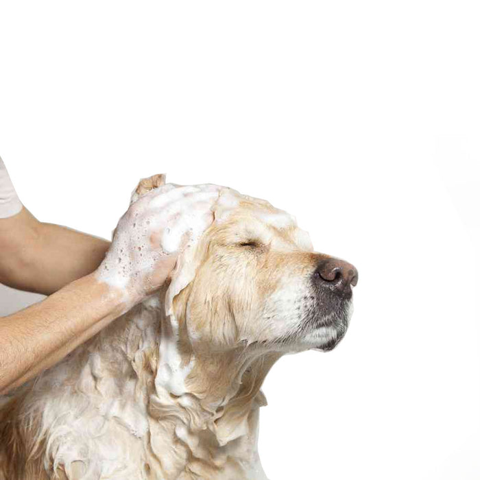 3 Pc Oatmeal Pet Shampoo Enhanced Kit Conditioner Deodorizing Bath Dog Cat 17Oz