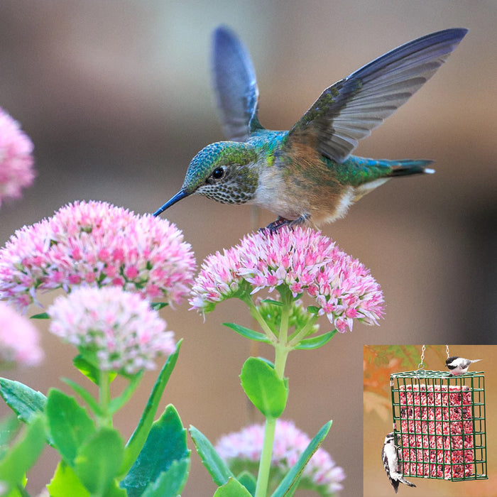 Wild Bird Feeder Seed Suet Cake Fruit Large Cage Hanging Tree Outdoor Garden New