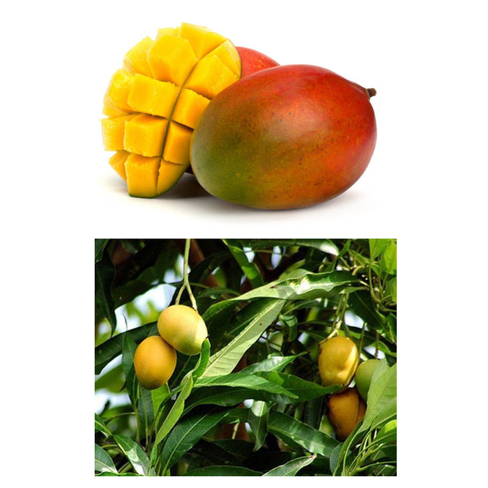 1 Mango Concentrated Air Freshener Spray Odor Eliminator Car Home Smoke Remover